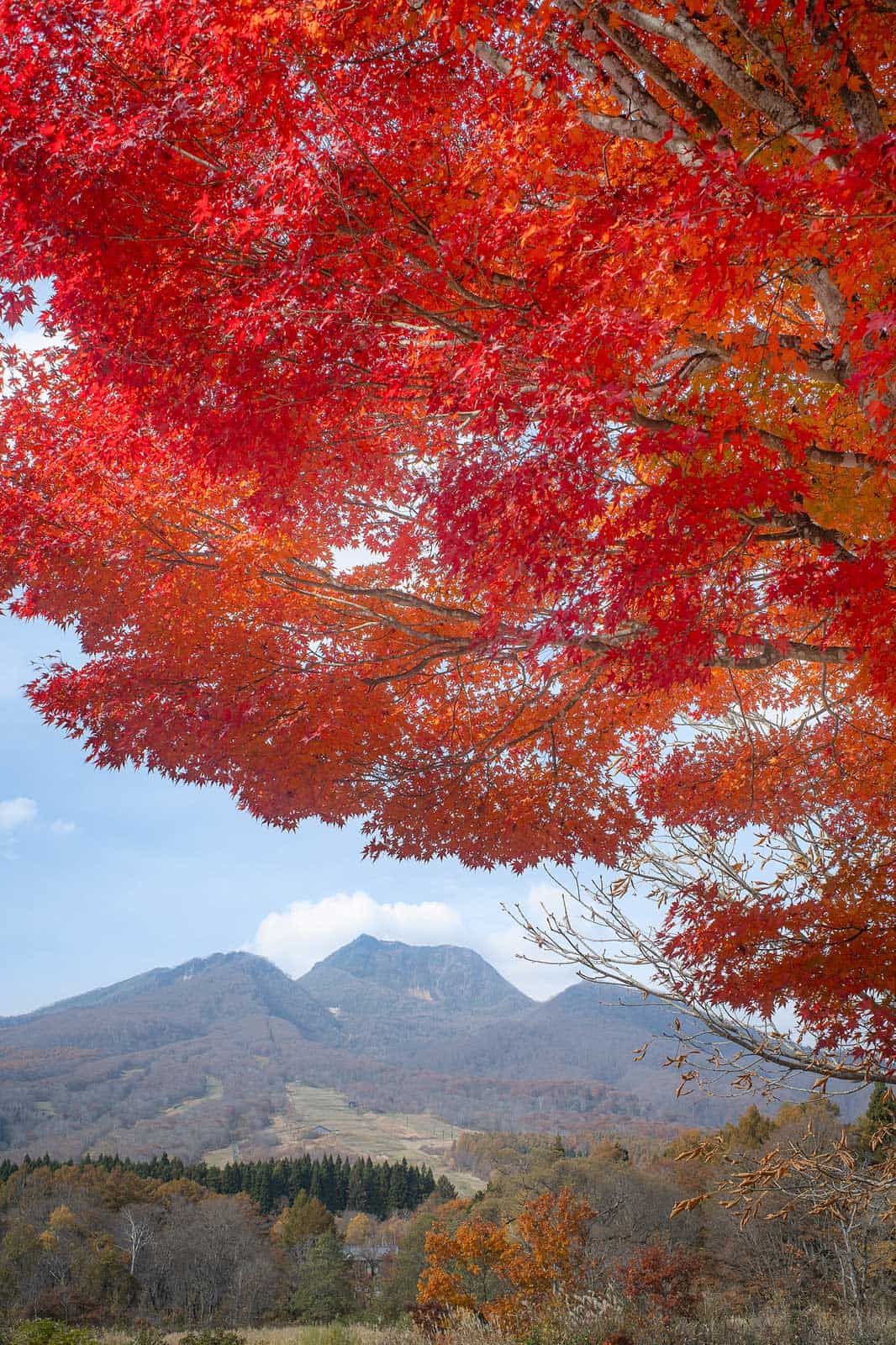 A bright red Japanese maple tree in autumn with Mt Myoko in the background.