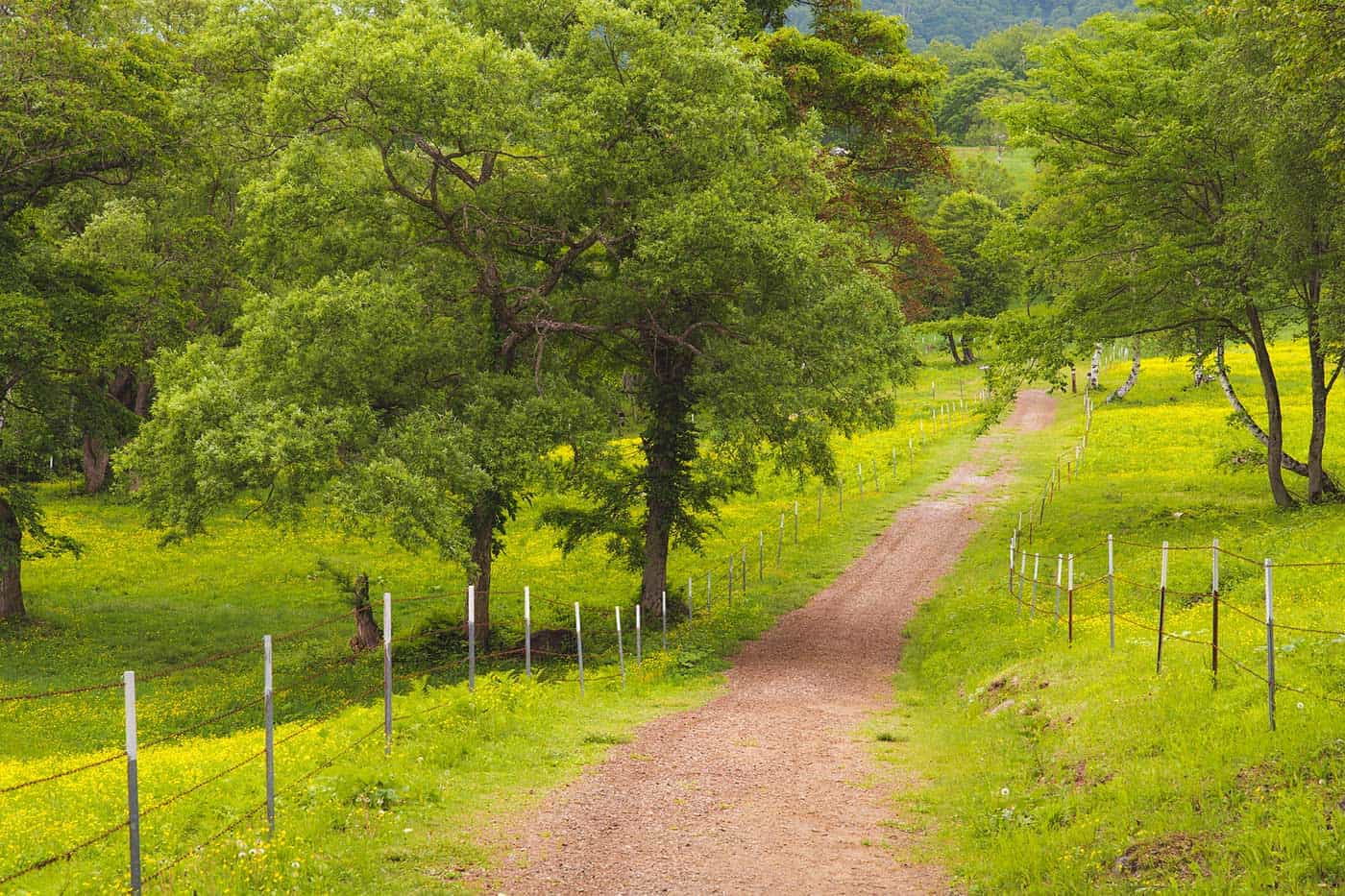 Lush green fields in Sasagamine with yellow buttercup flowers. A path leading through the plateau.