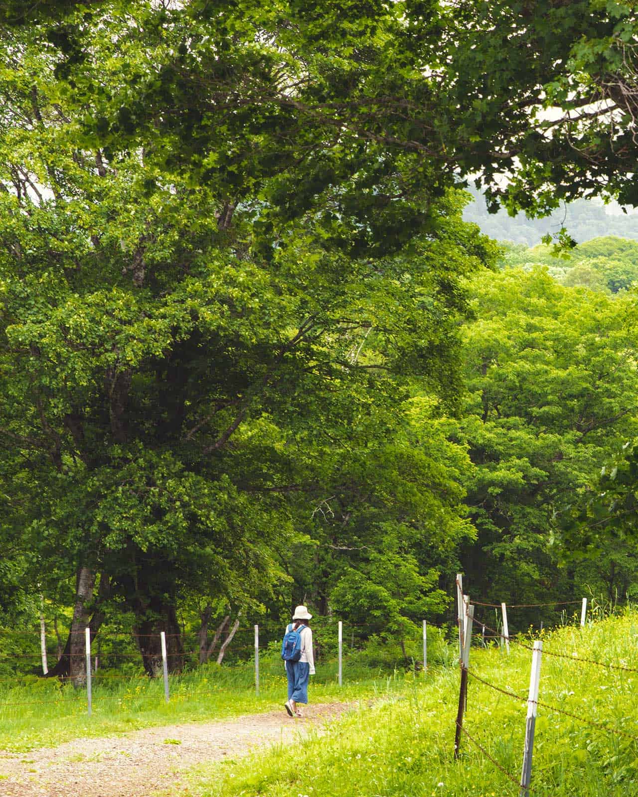 A woman walking on a hiking trail surrounded by lush green trees.