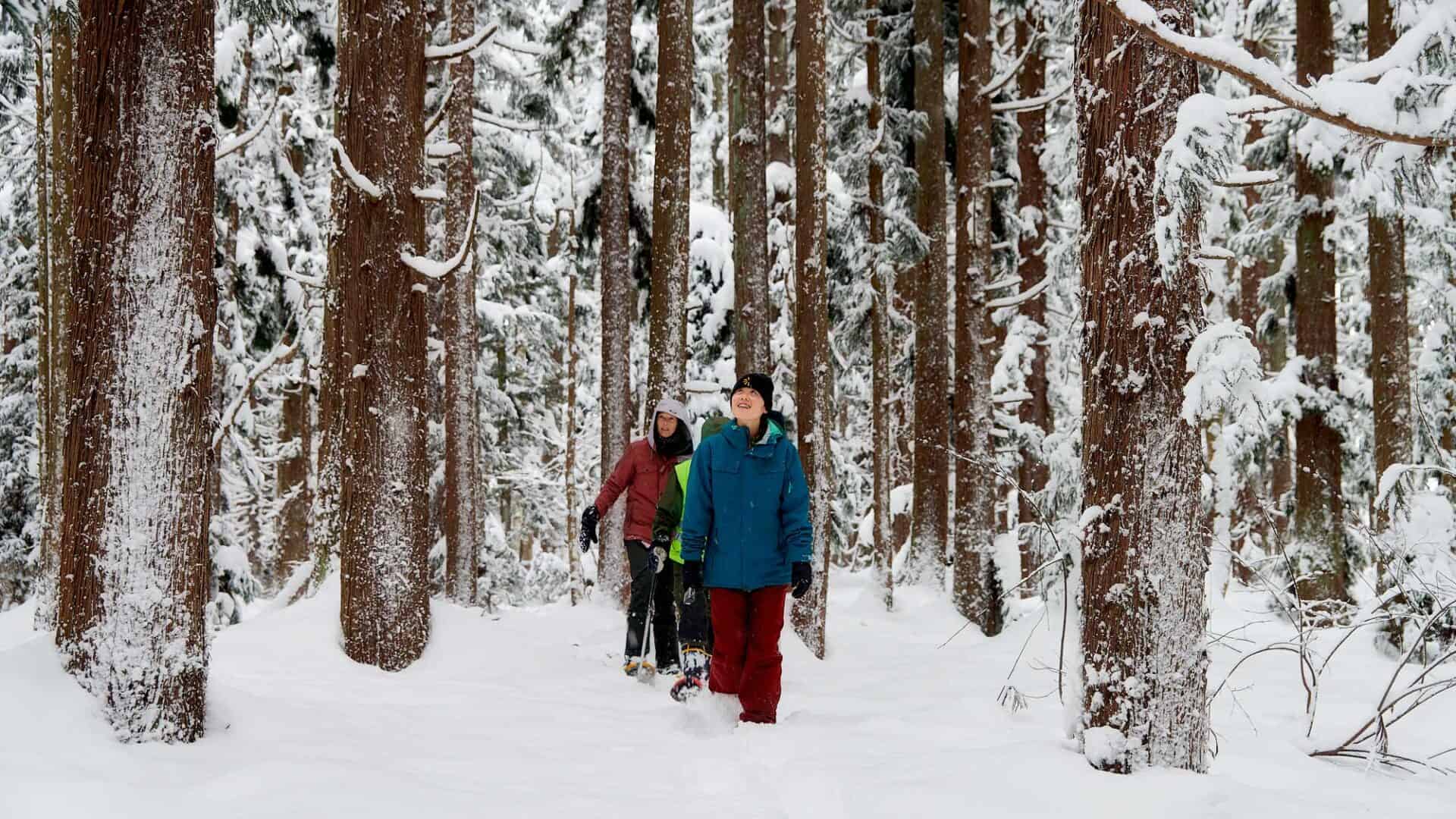group of people snowshoeing through a serine winter forest