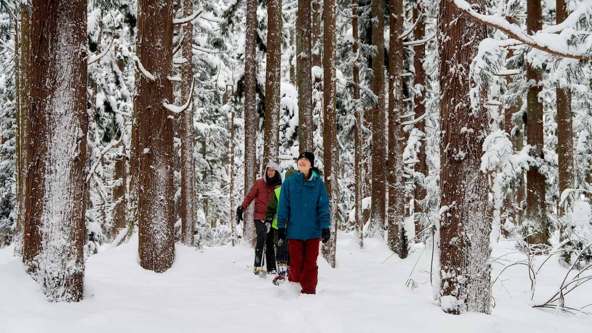 group of people snowshoeing through a serine winter forest
