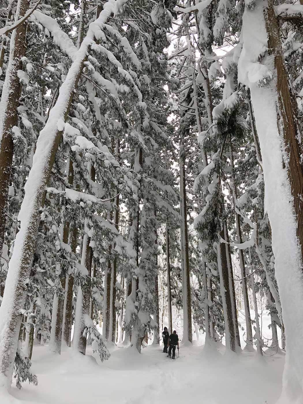 group of people snowshoeing through a serine winter forest