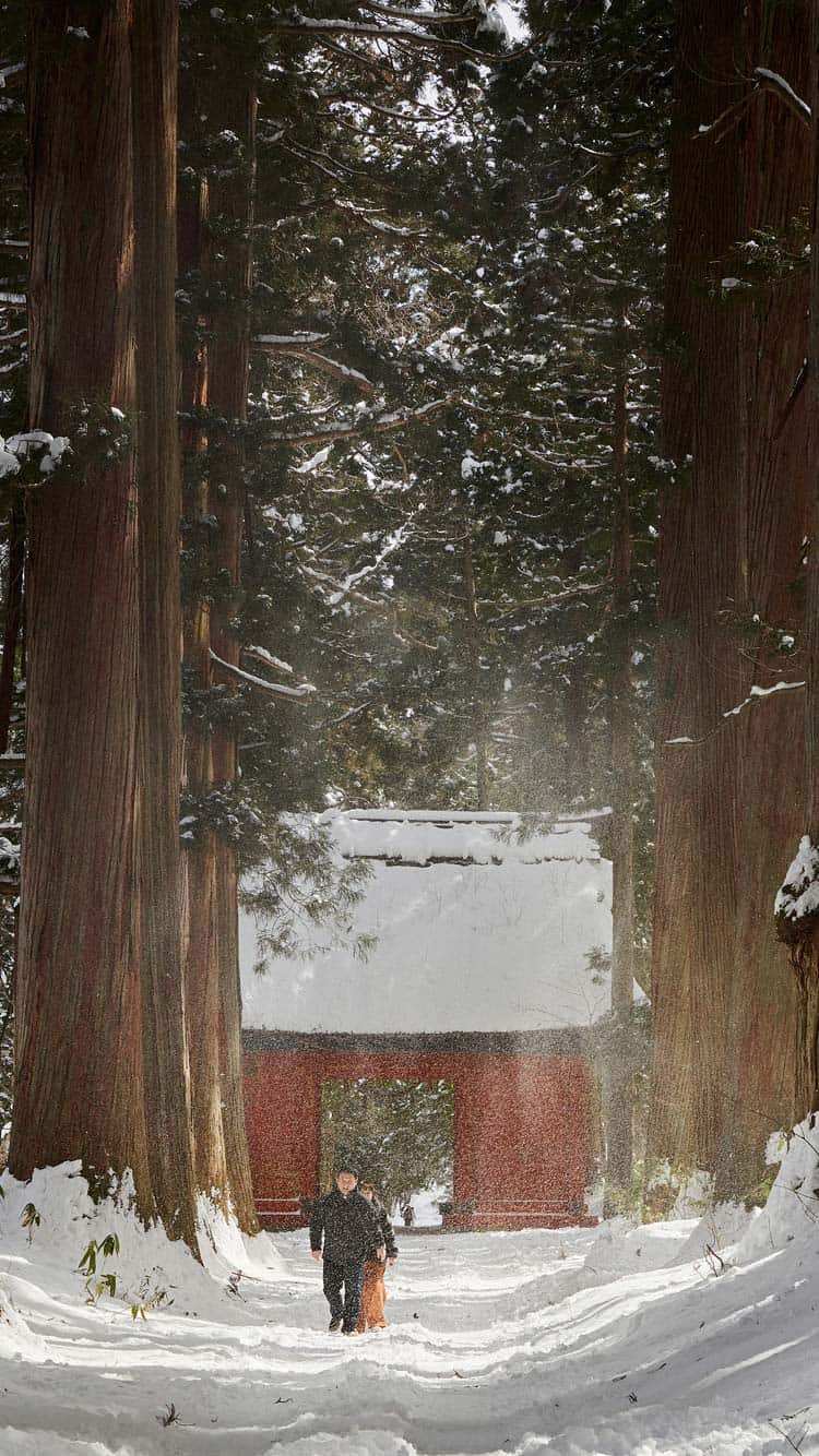 Togakushi shrine in winter. Snow falling from trees on to the snow covered forest path.